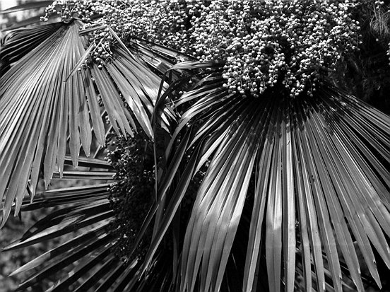 Image 1192079 (auto)