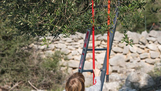 Berba maslina u Lunu, foto: V. Pesic