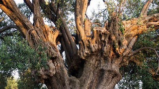 Biograd na moru: Otvorena izložba fotografija “Lunjske masline” Biograd na moru: Otvorena izložba fotografija “Lunjske masline”