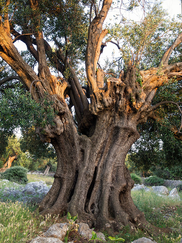 Biograd na moru: Otvorena izložba fotografija “Lunjske masline” Biograd na moru: Otvorena izložba fotografija “Lunjske masline”