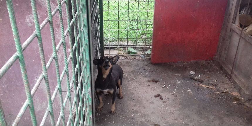 Udruga Šapica Udruga Šapica