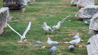 Đir po gradu, četvrtak 27. prosinca 2017. Đir po gradu, četvrtak 27. prosinca 2017.