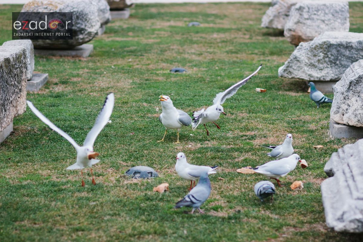 Đir po gradu, četvrtak 27. prosinca 2017. Đir po gradu, četvrtak 27. prosinca 2017.