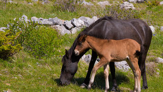 Velebitski divlji konji, Foto: Leo Banić