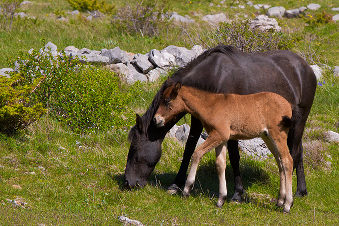 Velebitski divlji konji, Foto: Leo Banić