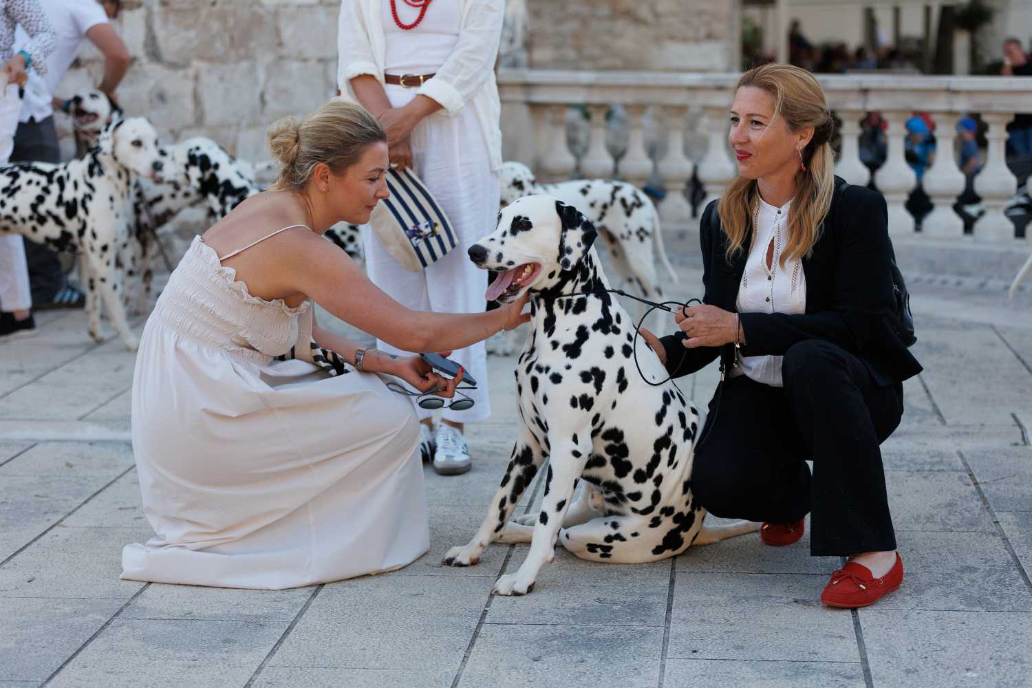 Red Carpet Dalmatian Walk @Trg pet bunara Red Carpet Dalmatian Walk @Trg pet bunara