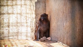 Zaton Obrovački: ZOO s egzotičnim i domaćim životinjama Zaton Obrovački: ZOO s egzotičnim i domaćim životinjama
