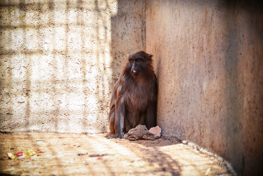 Zaton Obrovački: ZOO s egzotičnim i domaćim životinjama Zaton Obrovački: ZOO s egzotičnim i domaćim životinjama
