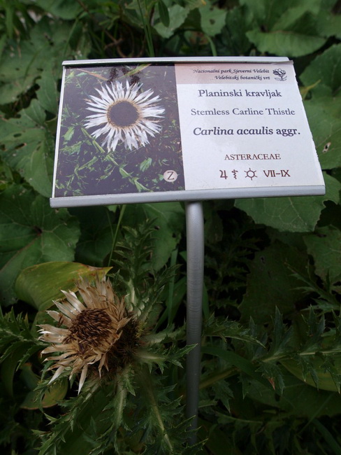 Nedjelja na Zavizanu