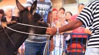 Trka Tovarov – 48. Memorijal Kenje Vijole Sukošan  Photo: Leo Banić