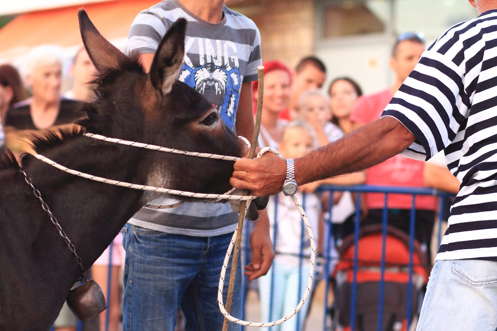 Trka Tovarov – 48. Memorijal Kenje Vijole Sukošan  Photo: Leo Banić