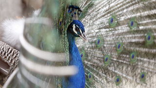 Zadar, 270510.
Prijatelji zivotinja se pobunili protiv improviziranog ZOO-a u Obrovcu. Vlasnik restorana Anita Milan Anic uz janjetinu s raznja u svojoj ponudi drzi i egzoticne zivotinje, majmune, klokane, nojeve, rode, rakune.
Foto: Jure Miskovic / CROPI Zadar, 270510.
Prijatelji zivotinja se pobunili protiv improviziranog ZOO-a u Obrovcu. Vlasnik restorana Anita Milan Anic uz janjetinu s raznja u svojoj ponudi drzi i egzoticne zivotinje, majmune, klokane, nojeve, rode, rakune.
Foto: Jure Miskovic / CROPI