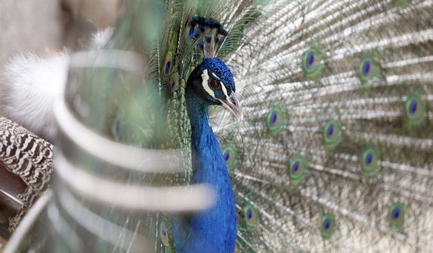 Zadar, 270510.
Prijatelji zivotinja se pobunili protiv improviziranog ZOO-a u Obrovcu. Vlasnik restorana Anita Milan Anic uz janjetinu s raznja u svojoj ponudi drzi i egzoticne zivotinje, majmune, klokane, nojeve, rode, rakune.
Foto: Jure Miskovic / CROPI