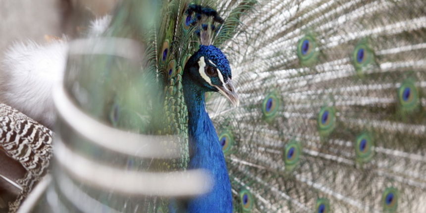 Zadar, 270510.
Prijatelji zivotinja se pobunili protiv improviziranog ZOO-a u Obrovcu. Vlasnik restorana Anita Milan Anic uz janjetinu s raznja u svojoj ponudi drzi i egzoticne zivotinje, majmune, klokane, nojeve, rode, rakune.
Foto: Jure Miskovic / CROPI