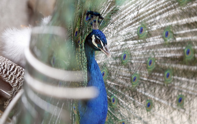 Zadar, 270510.
Prijatelji zivotinja se pobunili protiv improviziranog ZOO-a u Obrovcu. Vlasnik restorana Anita Milan Anic uz janjetinu s raznja u svojoj ponudi drzi i egzoticne zivotinje, majmune, klokane, nojeve, rode, rakune.
Foto: Jure Miskovic / CROPI Zadar, 270510.
Prijatelji zivotinja se pobunili protiv improviziranog ZOO-a u Obrovcu. Vlasnik restorana Anita Milan Anic uz janjetinu s raznja u svojoj ponudi drzi i egzoticne zivotinje, majmune, klokane, nojeve, rode, rakune.
Foto: Jure Miskovic / CROPI
