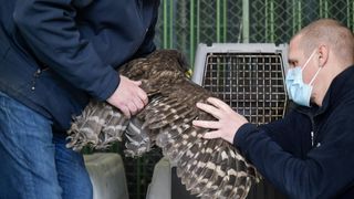 Rastopit će vam srce: Ozlijeđene sove na oporavku u zagrebačkom Zološkom vrtu