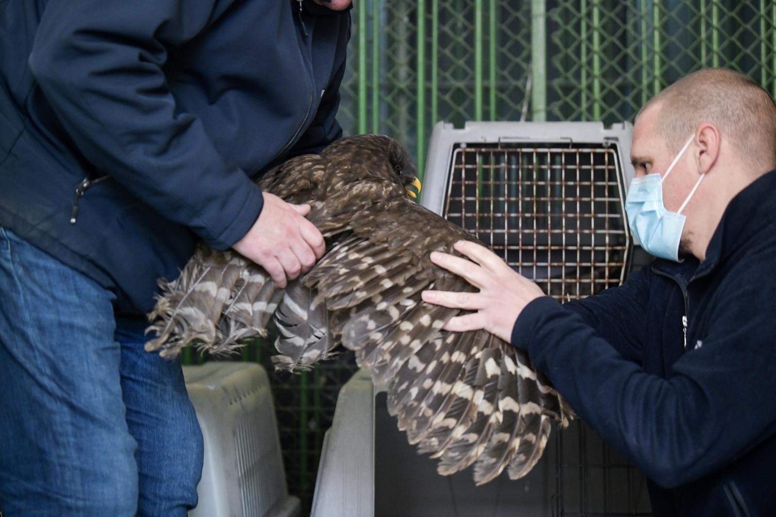 Rastopit će vam srce: Ozlijeđene sove na oporavku u zagrebačkom Zološkom vrtu