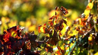 Boje jeseni u vinogradu Boje jeseni u vinogradu