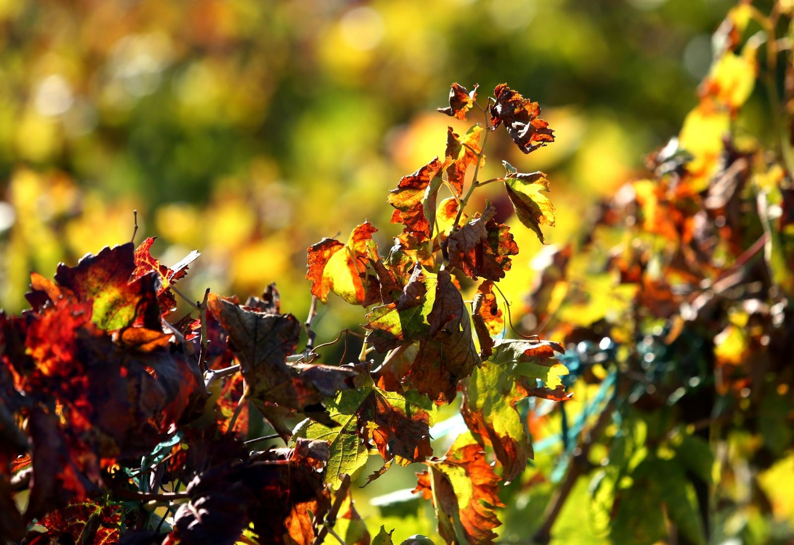 Boje jeseni u vinogradu Boje jeseni u vinogradu