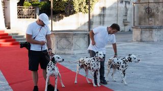 Red Carpet Dalmatian Walk @Trg pet bunara Red Carpet Dalmatian Walk @Trg pet bunara