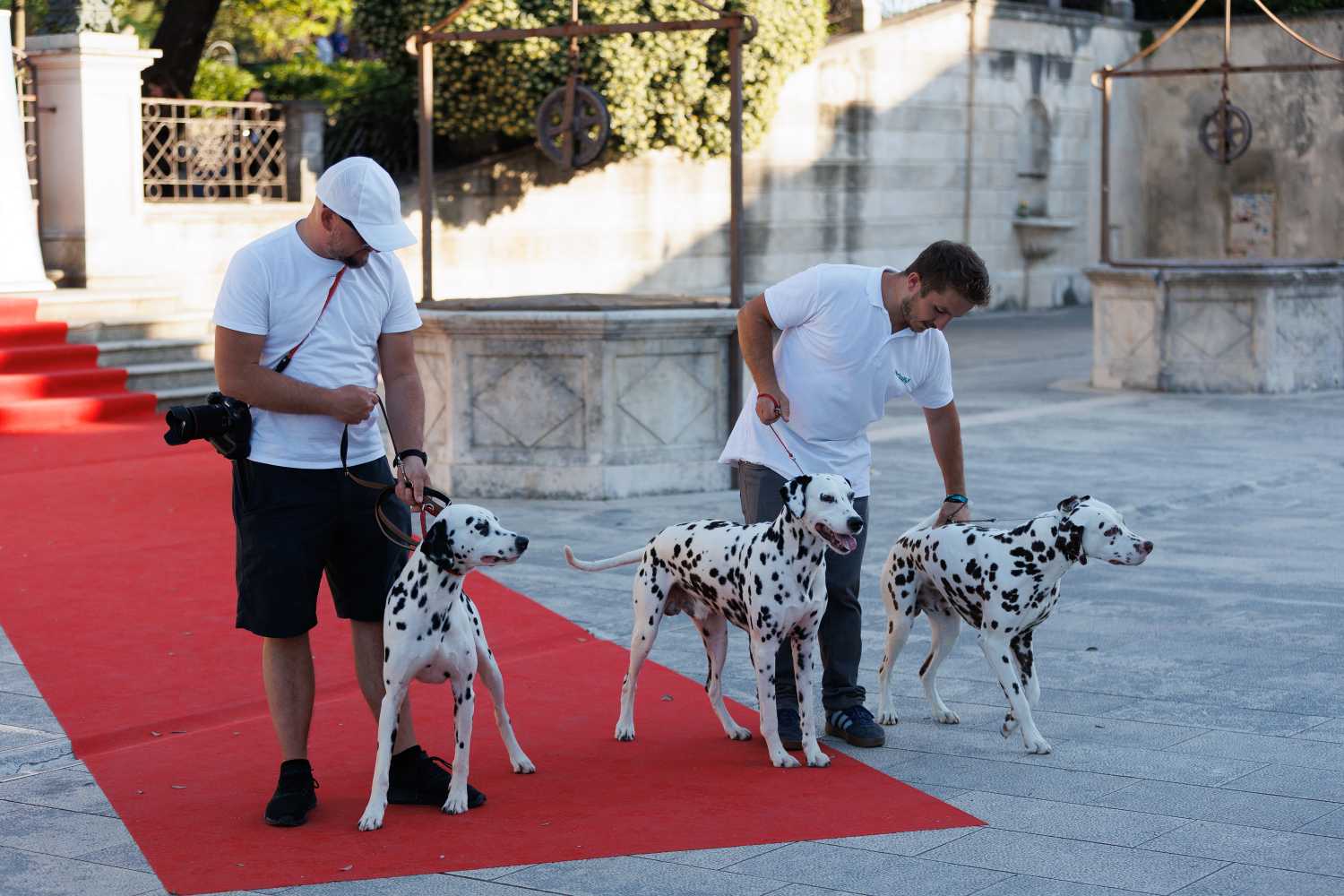 Red Carpet Dalmatian Walk @Trg pet bunara Red Carpet Dalmatian Walk @Trg pet bunara