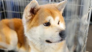 Izložba pasa na Zagrebačkom velesajmu Izložba pasa na Zagrebačkom velesajmu