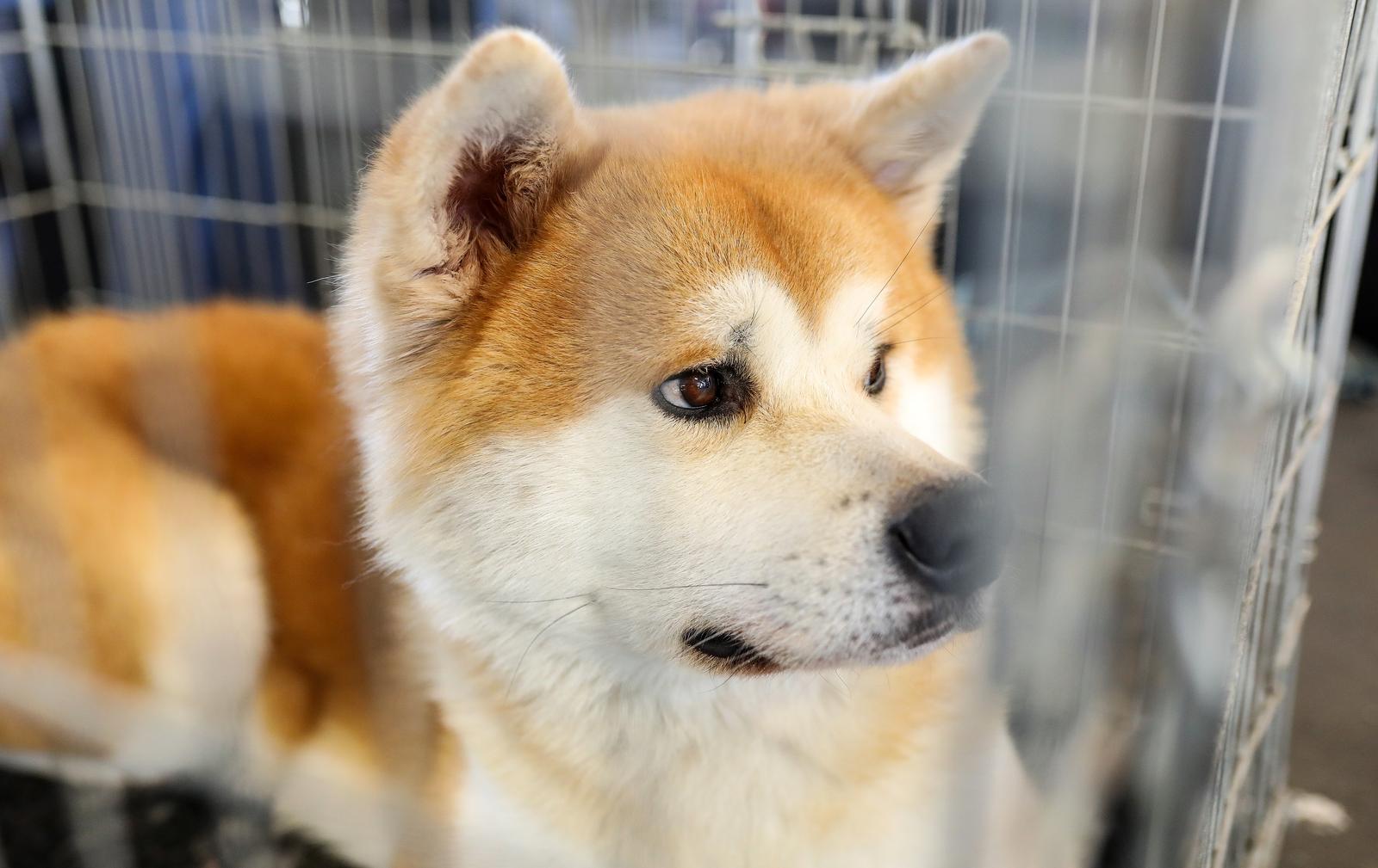 Izložba pasa na Zagrebačkom velesajmu Izložba pasa na Zagrebačkom velesajmu