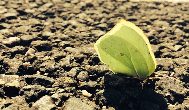 Ženstvenost – pogled iznutra, leptir