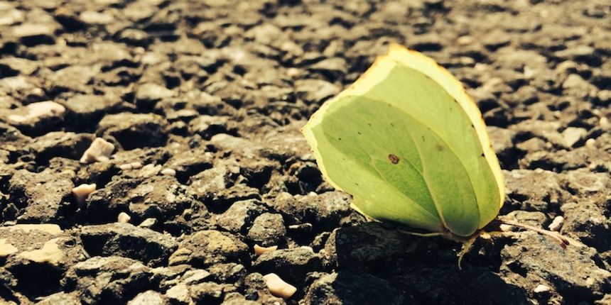 Ženstvenost – pogled iznutra, leptir Ženstvenost – pogled iznutra, leptir