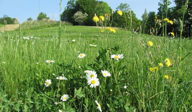 Livada, foto: www.zemljani.com