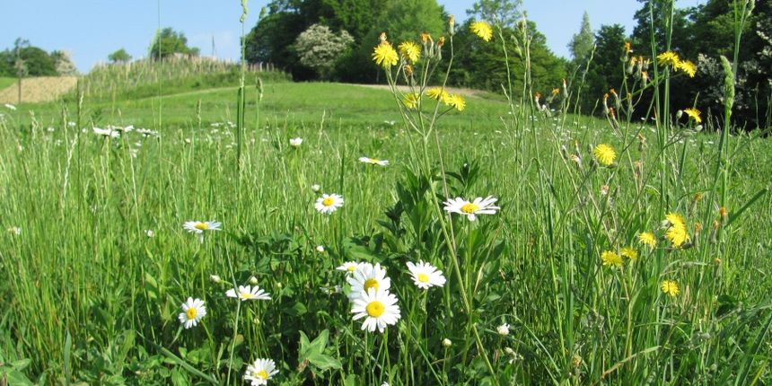 Livada, foto: www.zemljani.com Livada, foto: www.zemljani.com