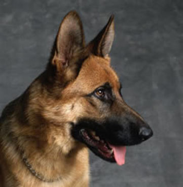 Pas Njemački ovčar