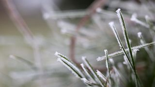 Zbog jutarnjih temperatura u minusu raslinje na kontinentu je prekriveno injem