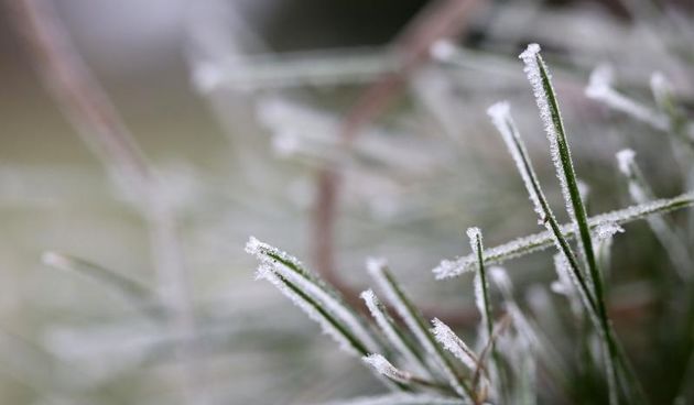 Zbog jutarnjih temperatura u minusu raslinje na kontinentu je prekriveno injem