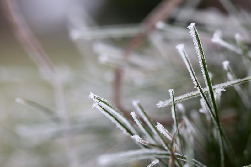 Zbog jutarnjih temperatura u minusu raslinje na kontinentu je prekriveno injem
