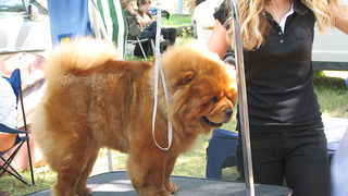 Image 1171081 (auto)