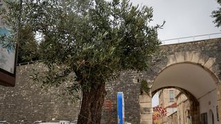 Maslina u velikoj i teškoj tegli preko noći “prošetala” do gradskog mosta Maslina u velikoj i teškoj tegli preko noći “prošetala” do gradskog mosta