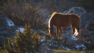 Đir do Libinja 9. travnja 2012. (foto:Saša Čuka) Đir do Libinja 9. travnja 2012. (foto:Saša Čuka)