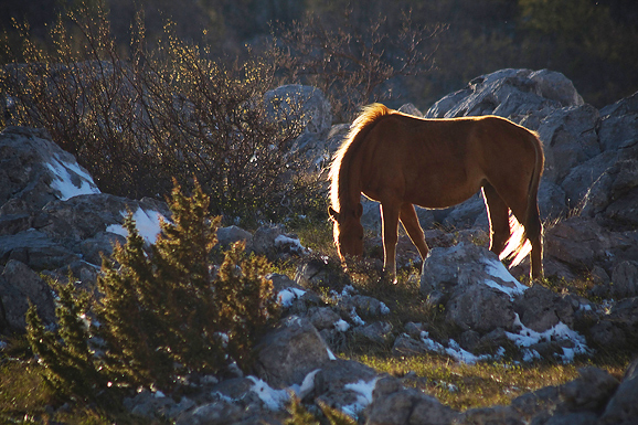 Đir do Libinja 9. travnja 2012. (foto:Saša Čuka) Đir do Libinja 9. travnja 2012. (foto:Saša Čuka)