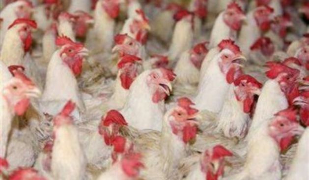 Ptičja gripa (vinkovci.com.hr)