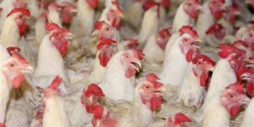 Ptičja gripa (vinkovci.com.hr) Ptičja gripa (vinkovci.com.hr)