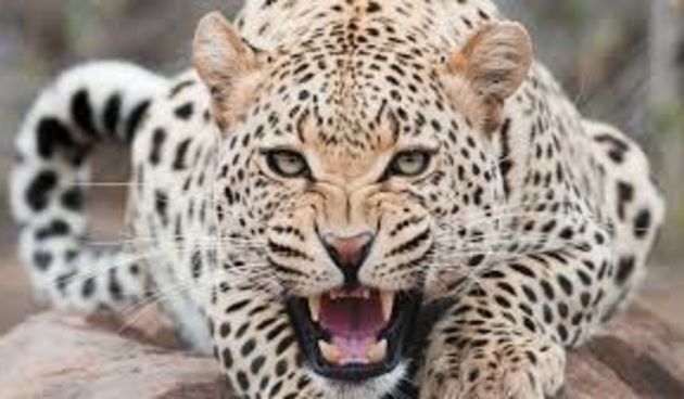 Leopard, foto:eofdreams.com