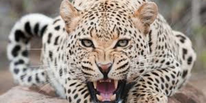 Leopard, foto:eofdreams.com