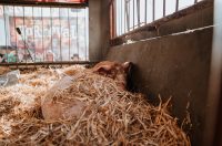 042 Karnevalska povorka Zadar 15.2.2026, Foto Matija Lipar