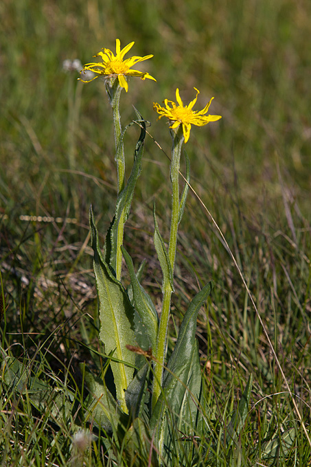 Velebitski divlji konji, Foto: Leo Banić