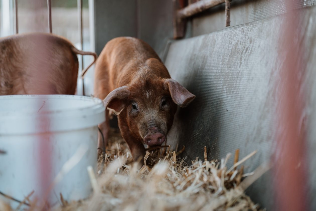 043 Karnevalska povorka Zadar 15.2.2026, Foto Matija Lipar