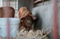 043 Karnevalska povorka Zadar 15.2.2026, Foto Matija Lipar