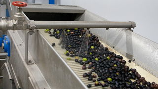 Put masline od stabla do djevicanskog ulja, Foto: Leo Banic Put masline od stabla do djevicanskog ulja, Foto: Leo Banic