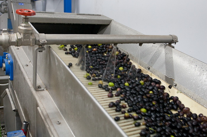 Put masline od stabla do djevicanskog ulja, Foto: Leo Banic Put masline od stabla do djevicanskog ulja, Foto: Leo Banic