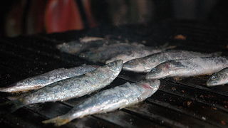 Ribarska festa zadarskih studenata u zagrebackom klubu Roko Ribarska festa zadarskih studenata u zagrebackom klubu Roko